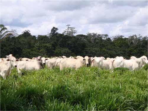 Pecuária empresarial Manter pastagens produtivas, prevenindo a degradação Custos para manter pastagem produtiva < recuperar Manter pastagens produtivas, aumenta a oferta de serviços ambientais