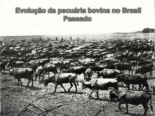 Evolução da pecuária bovina no Brasil Passado No início dos anos 1900, a pecuária bovina era obsoleta, incapaz de abastecer, com