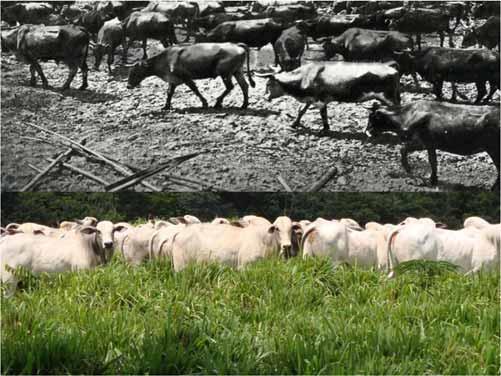Fatores de aumento de produtividade da pecuária brasileira a partir do século 19 Melhoramento genético do rebanho Intensificado com a importação de animais (principalmente zebuínos) para substituir o