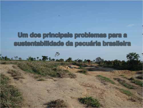 Degradação de pastagens Um dos principais problemas para a sustentabilidade da pecuária brasileira No