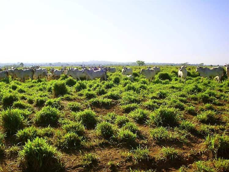 (degradação biológica) Aumento excessivo na infestação de plantas daninhas (degradação