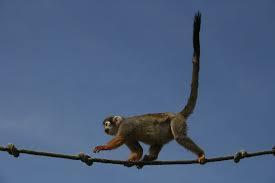 Programação Concorrente - Exemplos Macacos no precipício o 1 corda para travessia - não pode atravessar se existir macaco no sentido contrário
