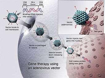 Uso de vírus como vetores Terapia genética usando um Adenovírus como vetor.