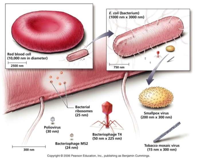 Principais diferenças entre os vírus e os microorganismos celulares Tamanho relativo de