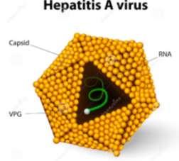 Estrutura da partícula viral Ácido nucleico: genoma (DNA