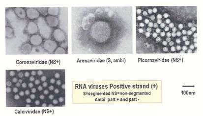 DNA   RNA