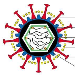 Critérios de classificação viral Propriedades das proteínas virais Morfologia do virion Propriedades físico-quimicas