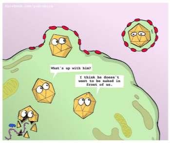 Vias de entrada de vírus nas células Vírus NÃO