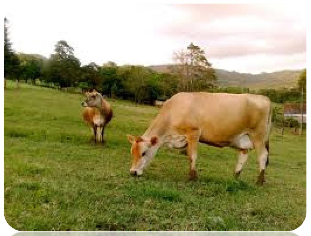 Dissertação de Mestrado em Engenharia Zootécnica