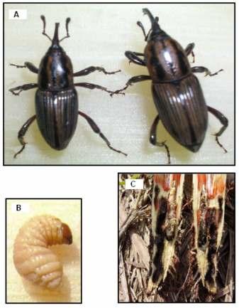 2 Pragas da Cana-de-Açúcar Podem ser Introduzidas em Mato Grosso do Sul e Causar Prejuízos à Cultura base do colmo, podendo ser encontrada desde a superfície até alguns milímetros de profundidade do