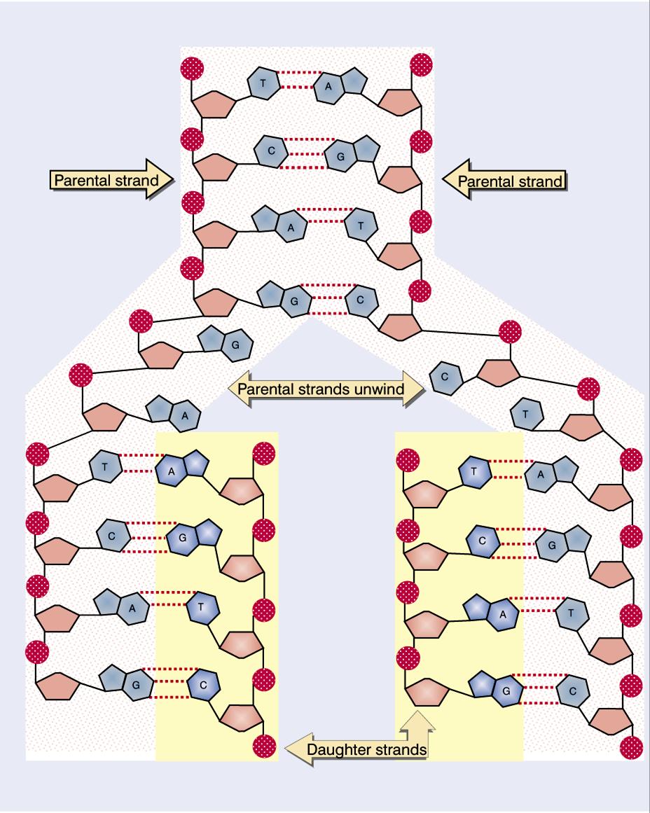 REPLICAÇÃO DO DNA O DNA replica-se por um mecanismo semiconservativo: a medida que os dois filamentos complementares de uma dupla hélice parental se desenrolam e se separam, cada um serve como um