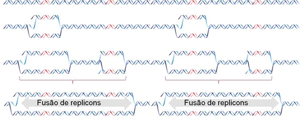 A replicação do cromossomo linear de eucarioto A velocidade da forquillha de replicação de eucarioto é cerca de 3.