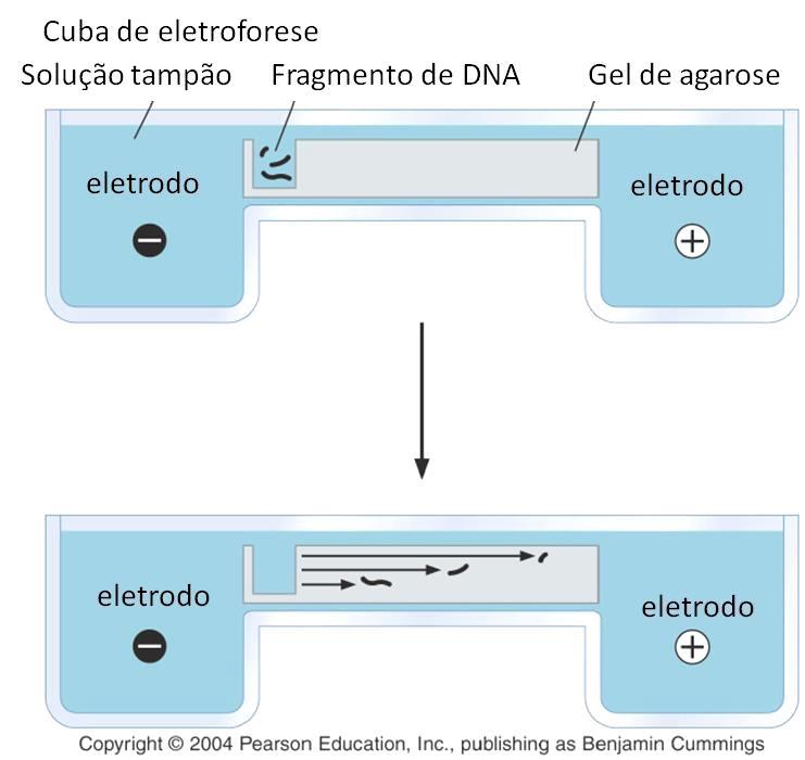 SISTEMA DE