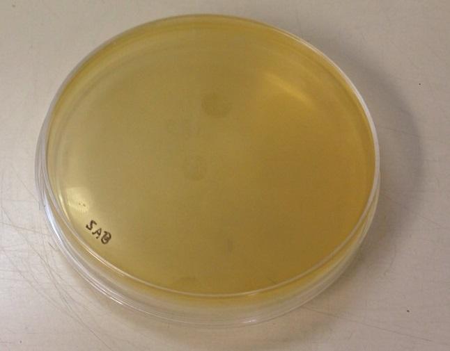 associados a infecções superficiais, nos casos de algumas espécies de Candida e fungos