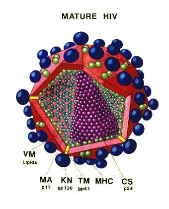 Estrutura do HIV Gp41