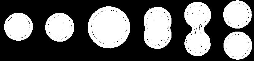 Célula Germinativa (2n) 6 Number (millions) 6-8 milhões