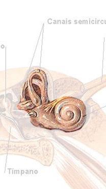 Estrutura Orelha interna Aparelho coclear: responsável pela audição O estímulo