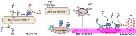 8 Figura 3 Modelo celular da coagulação sanguínea. Neste esquema mostramos que a coagulação ocorre em diferentes células (células que expressam TF e plaquetas).