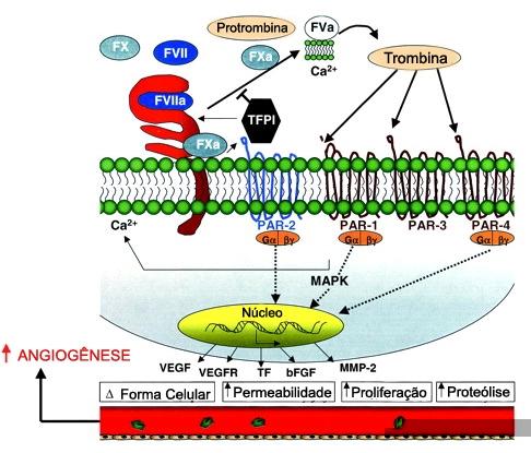 36 Figura 14 Trombina e angiogênese: mecanismos independentes da coagulação.