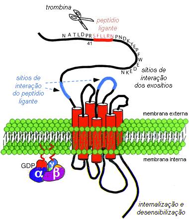 38 Figura 15 Estrutura dos receptores PAR. Na figura, estrutura do receptor PAR-1. Clivagem de PAR-1 pela trombina expõe o novo domínio N-terminal que serve de ligante.
