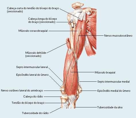 Dissecção