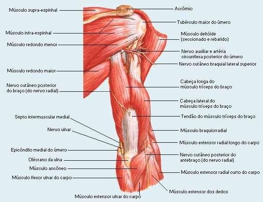 Músculos do Braço - Vista