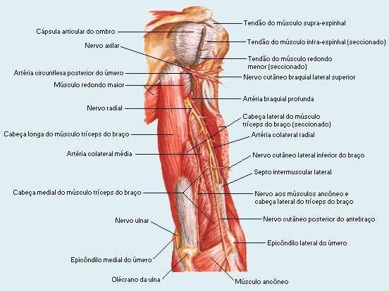 Dissecção