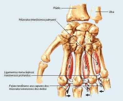 Músculos da Mão -