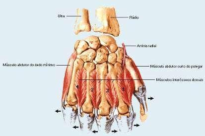 Músculos da Mão -