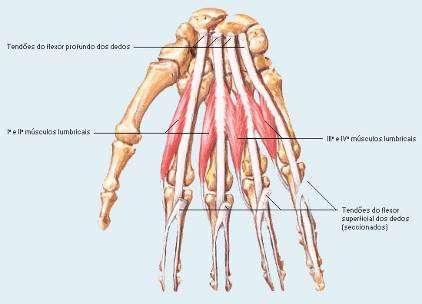 Músculos da Mão