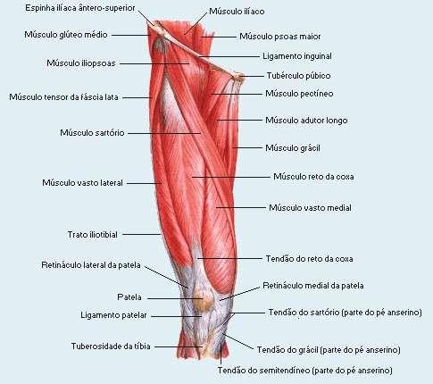 Músculos da Coxa - Vista