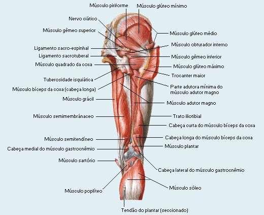 Dissecção Profunda Perna Região Anterior Tibial Anterior: Origem: Tuberosidade anterior e lateral da tíbia e face lateral da tíbia Inserção: Superfície plantar do