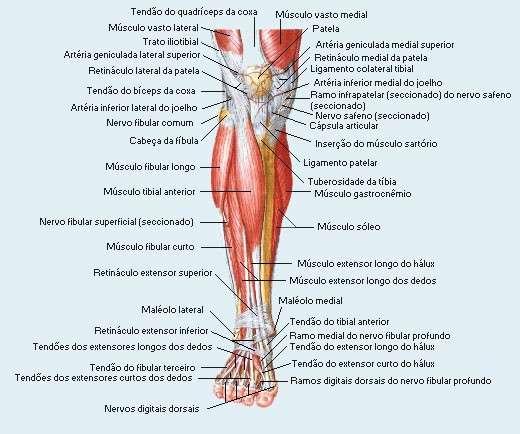 Inserção: Superfície plantar do osso navicular, base do 2º, 3º e 4º metatarsiano e os 3 cuneiformes (medial, médio e lateral) Inervação: Nervo Tibial (L5 e S1) Acção: Adução e rotação medial do pé