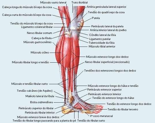 Músculos da Perna - Vista Lateral