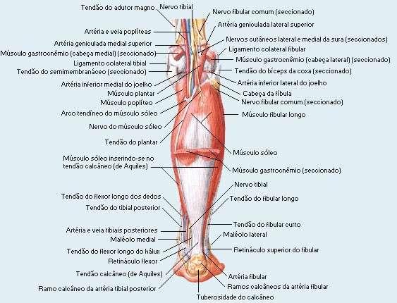 Dissecção