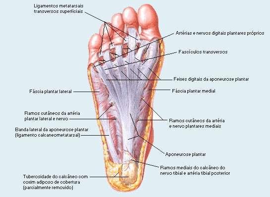 Músculos do Pé - Região Plantar