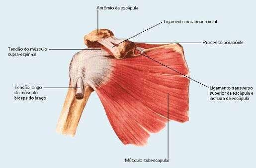 Músculos do Ombro