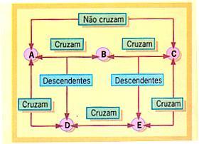 Conceito de espécie Espécie: Conjunto de indivíduos semelhantes,