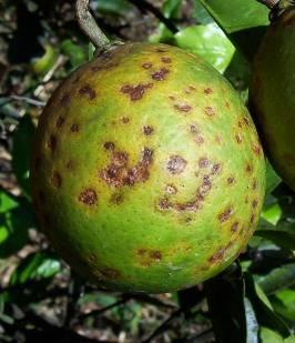 da Leprose Citrus / Citrus leprosis