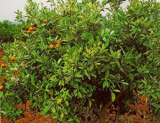 nutrientes da solução do solo Plantas