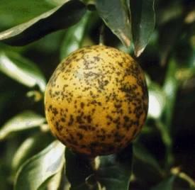 das Relações Patógeno-Hospedeiro Infecção Colonização Inóculo primário Inóculo secundário da Mancha Preta Citrus / Guignardia citricarpa