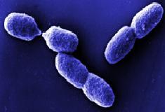 Bactérias fixadoras e alguns fungos