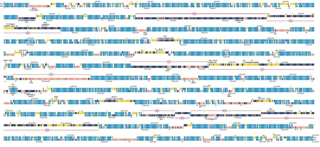 Proteome alignment done with LCS (top: Xcc; bottom: Xac ) Blue: BBHs that are in the LCS; dark