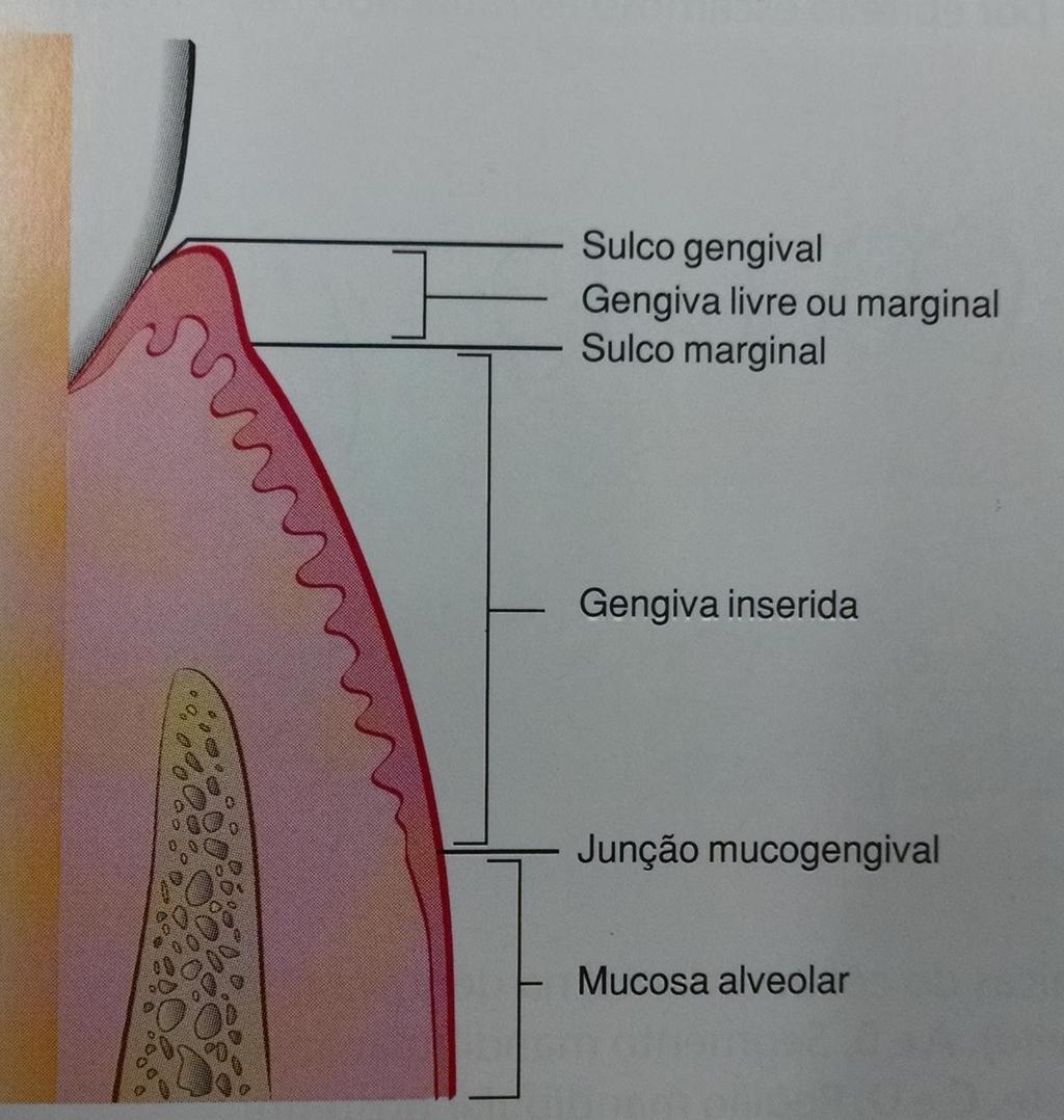16 A gengiva inserida também encontra-se na ameia, sendo o formato gengival dependente do ponto de contato entre os dentes adjacentes e podendo variar com a presença ou ausência de algum grau de