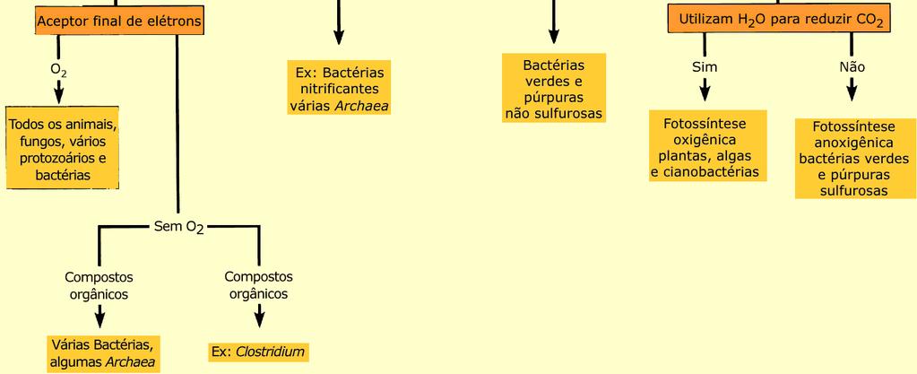(ph < 5) bactérias alcalófilas (ph > 10) Nutrição das Bactérias Oxigenação