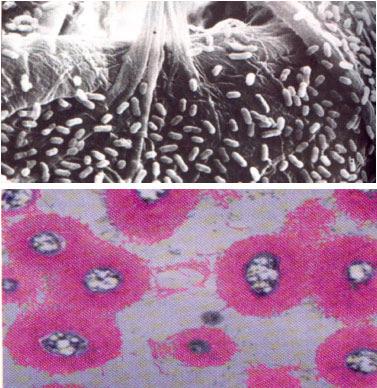 Cápsula ou glicocálice ou Camada Limosa Composição Glicoproteica Determinante na virulência de patógenos Streptococcus pneumoneae, S.