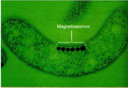 magnetossomas, etc.