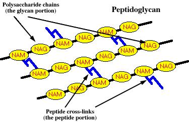 Peptideoglicana Lipopolissacarídeo (LPS) Membrana Externa Lipoproteína Estrutura da