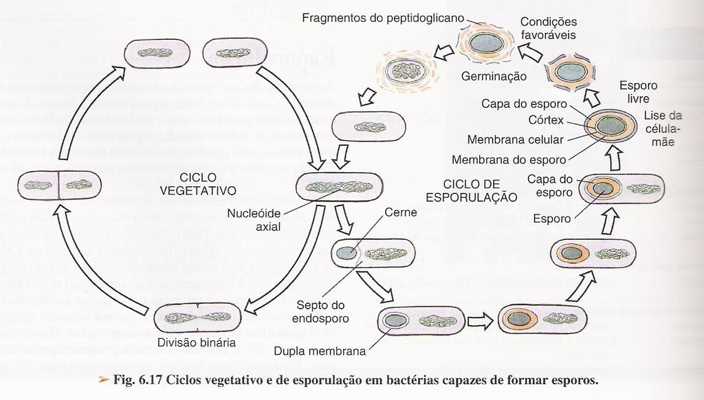 Clostridium tetani, C. perfringens, C.