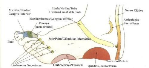 LATERAL EXTERNA